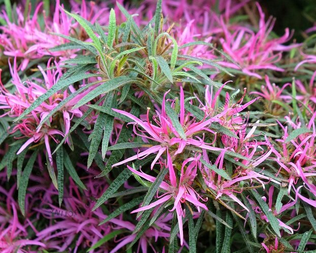 Rhododendron Azalea 'StarStyle Lila'