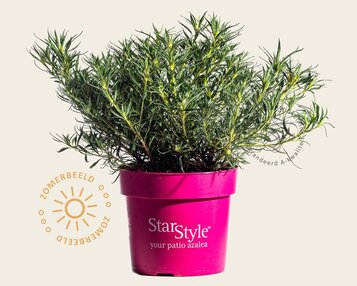 Rhododendron Azalea 'StarStyle Pink' image