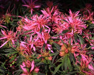 Rhododendron Azalea 'StarStyle Pink'