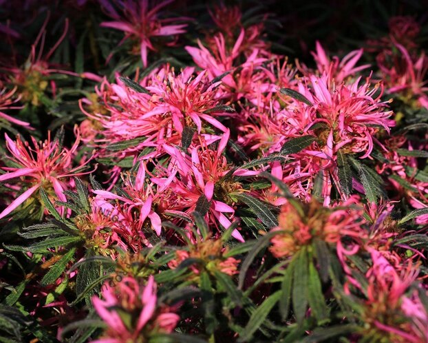 Rhododendron Azalea 'StarStyle Pink'