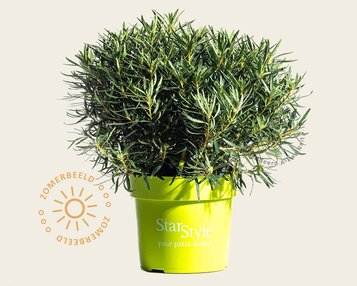 Rhododendron Azalea 'StarStyle White' image