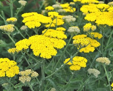 Achillea 'Moonshine'