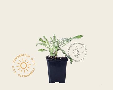 Achillea 'Moonshine'