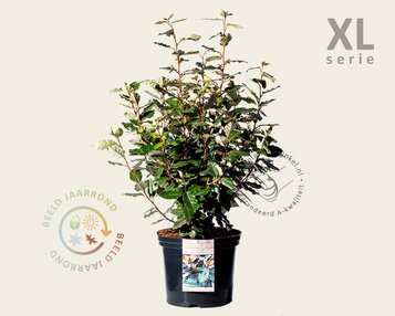 Elaeagnus ebbingei 'Compacta' - XL image