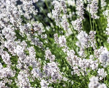 Lavandula angustifolia 'Edelweiss' image