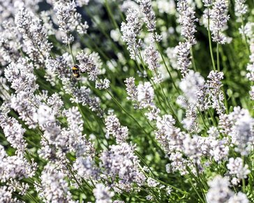 Lavandula angustifolia 'Edelweiss'