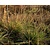 Sesleria autumnalis