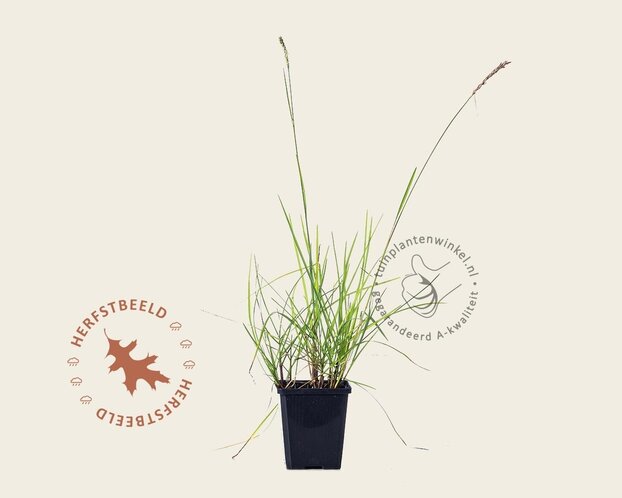 Sesleria autumnalis