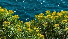 Mediterrane planten image