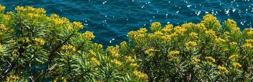 Mediterrane planten image
