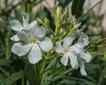 Oleander wit