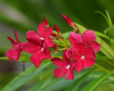 Oleander rood