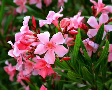 Oleander roze