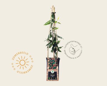 Lonicera henryi image