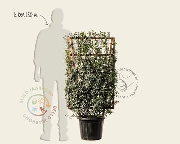 Lonicera pileata- In rek 070x120 cm