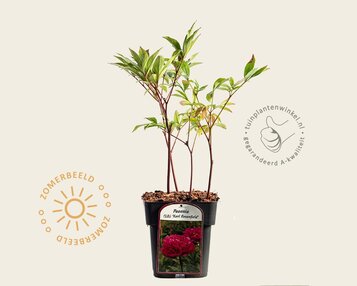 Paeonia lactiflora 'Karl Rosenfield' image