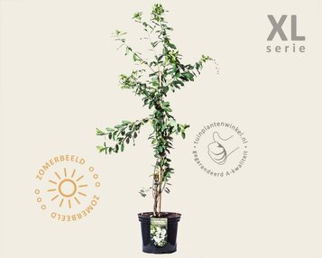 Exochorda x macrantha 'The Bride' - XL image