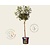 Viburnum tinus - op stam