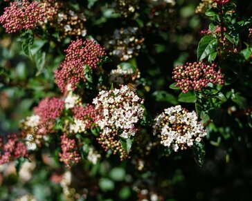 Viburnum tinus - op stam