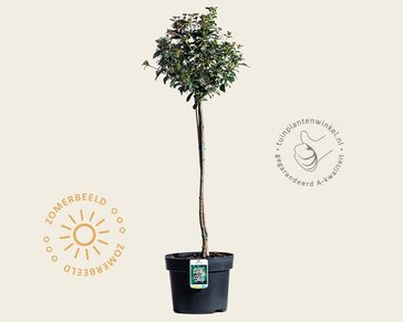 Viburnum tinus - op stam