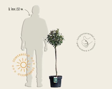 Viburnum tinus - op stam