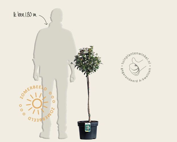 Viburnum tinus - op stam