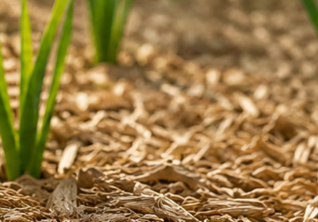 Vocht langer vasthouden in de tuin met mulch