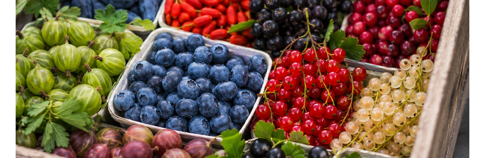 Gezonde bessen uit eigen tuin vol antioxidanten en vitamine C