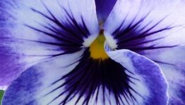 Violen image