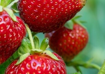 Zelf aardbeien kweken op terras, balkon of in de tuin