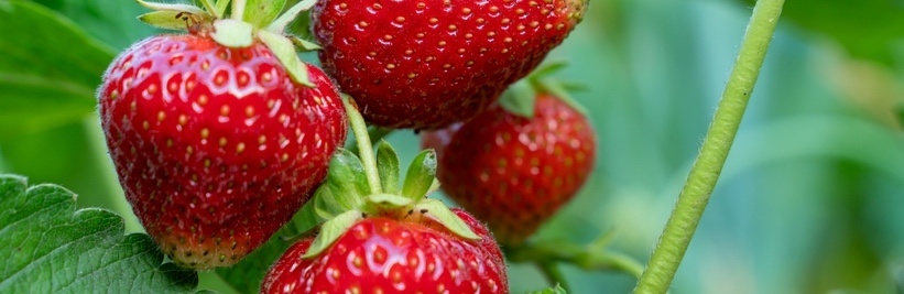 Zelf aardbeien kweken op terras, balkon of in de tuin