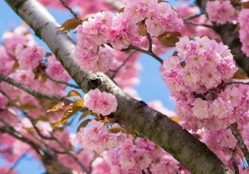 Japanse sierkers snoeien: wanneer en hoe snoeit u een Prunus?