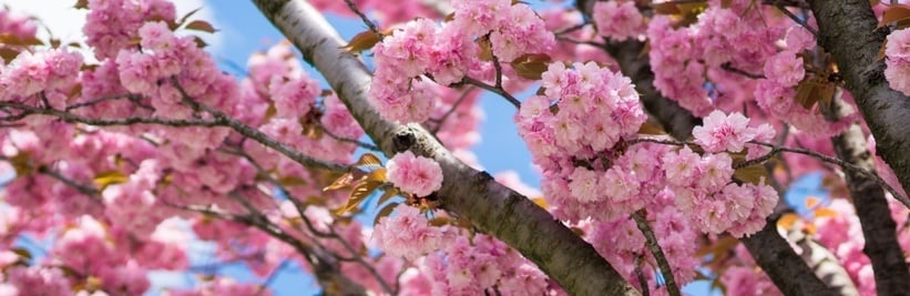 Japanse sierkers snoeien: wanneer en hoe snoeit u een Prunus?