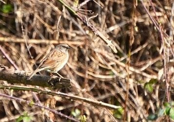 Gemengde inheemse haag voor vogels 