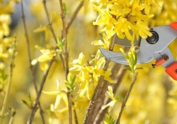 Forsythia snoeien: wanneer en hoe?