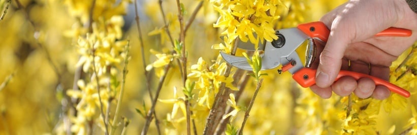 Forsythia snoeien: wanneer en hoe?
