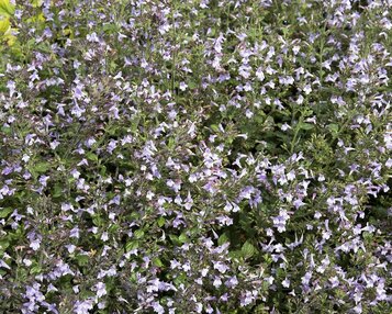 Calamintha nepeta 'Blue Cloud' image