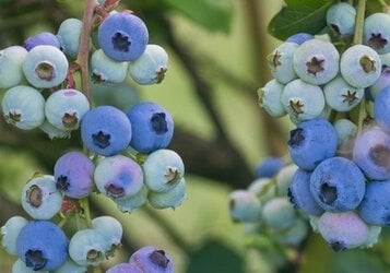 Blauwe bes snoeien: wanneer en hoe?