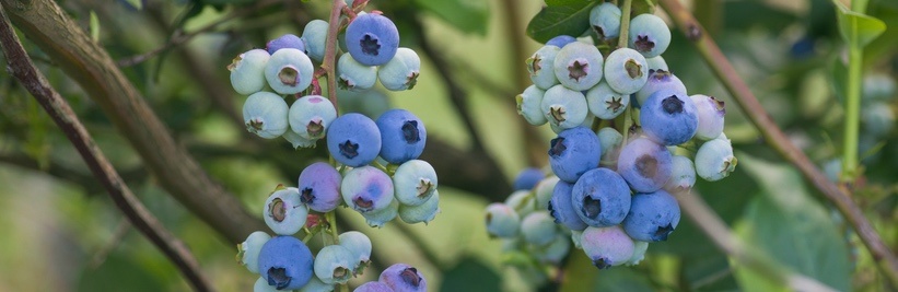 Blauwe bes snoeien: wanneer en hoe?