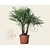 Trachycarpus fortunei - 3 stam