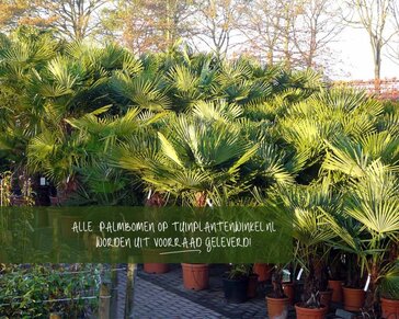 Trachycarpus fortunei - 3 stam