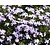 Phlox subulata 'Emerald Cushion Blue'