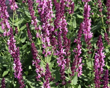 Salvia nemorosa 'Rose Queen' image