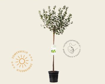 Ribes uva-crispa 'Hinnonmaki Grun' op stam image