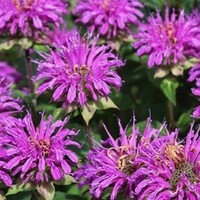 Monarda