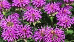 Monarda image