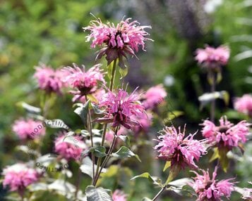 Monarda 'Croftway Pink' image