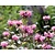 Monarda 'Croftway Pink'