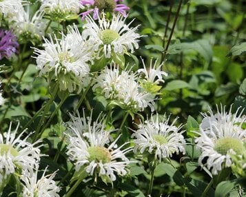 Monarda 'Schneewittchen' image