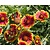 Gaillardia aristata 'Kobold'
